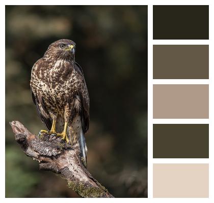 Sparrowhawk Bird Of Prey Bird Image